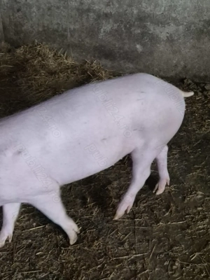   Vieri IBERIC si Serano  - imagine 3