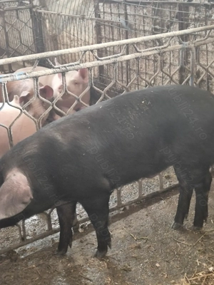   Vieri IBERIC si Serano  - imagine 4