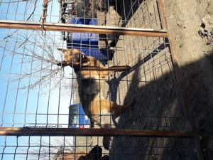 Ciobănesc German câine lup 