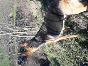 Ciobănesc German câine lup 