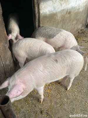 Purcei de vanzare