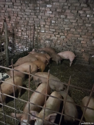 purcei 7 saptamani disponibili!