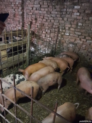 purcei 7 saptamani disponibili! - imagine 2