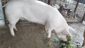 Purcei de carne diferite rase