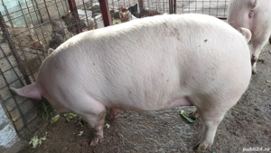Porci de carne diferite rase și mărimi crescuți în gospodăria proprie  - imagine 5