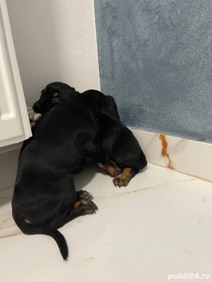 catei Teckel metis  - imagine 2