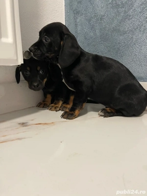 catei Teckel metis  - imagine 4