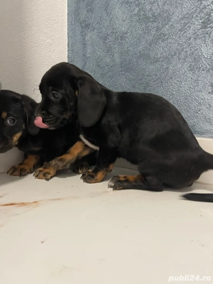 catei Teckel metis  - imagine 5