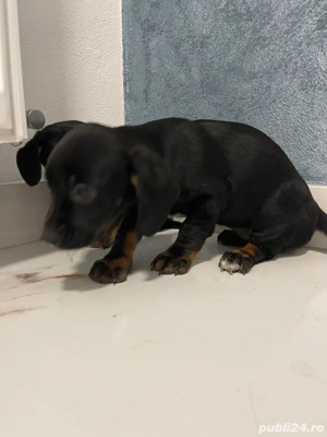 catei Teckel metis  - imagine 3