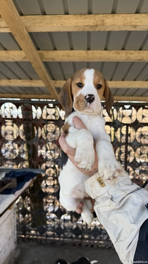 Beagle Tricolor - imagine 2