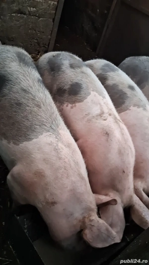 vand porci - imagine 5