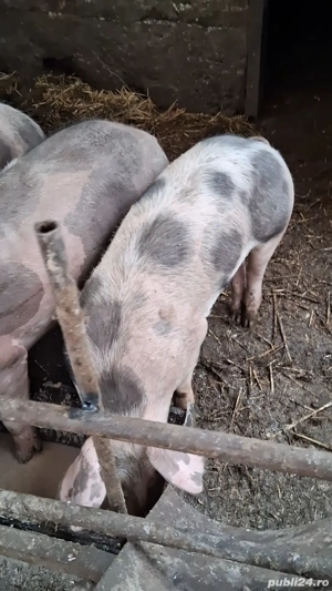 vand porci - imagine 2