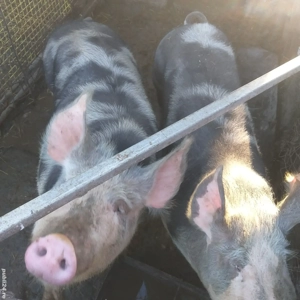 Vînd purcei 25-30 kg - imagine 5