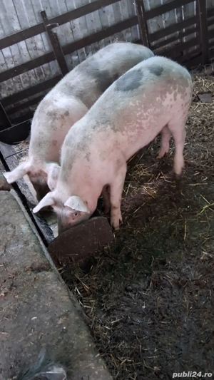 vand porci - imagine 3