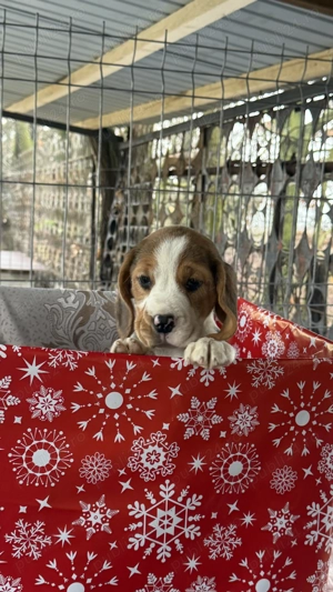 Beagle Tricolor - imagine 4
