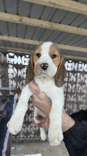 Beagle Tricolor