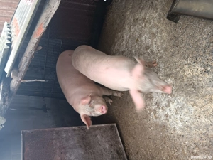 porci de vanzare  - imagine 2