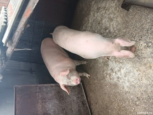 porci de vanzare 