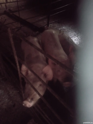 vand porci - imagine 2