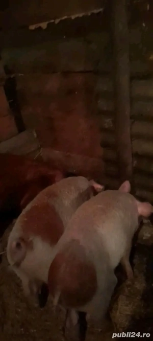 De vânzare 4 grasuni  - imagine 2