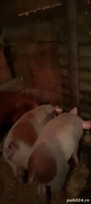 De vânzare 4 grasuni  - imagine 3