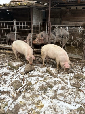 Vand soldani  - imagine 5