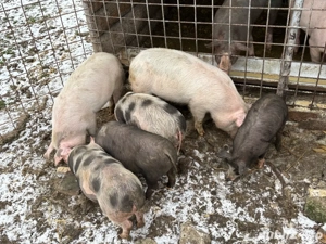 Vand soldani  - imagine 4