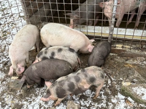 Vand soldani  - imagine 2