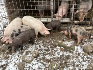 Vand soldani  - imagine 3