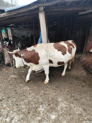 vaca de vazare - imagine 2