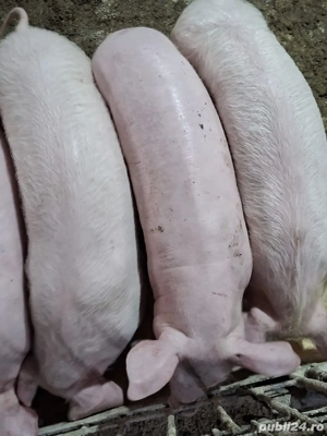 vand pucei 13-14 saptamani