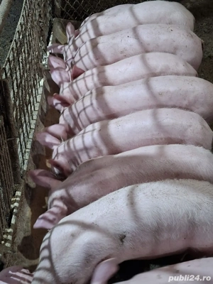 vand pucei 13-14 saptamani - imagine 3