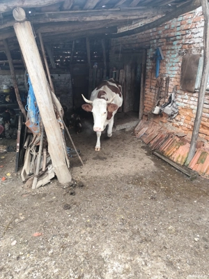 vaca de vazare - imagine 3