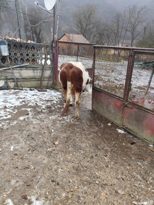 vaca de vazare - imagine 4