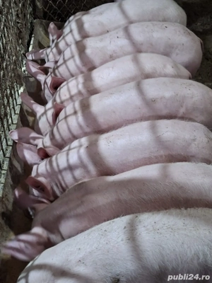 vand pucei 13-14 saptamani - imagine 4