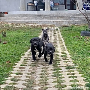 Cane Corso Negri Gri(blue) - imagine 3