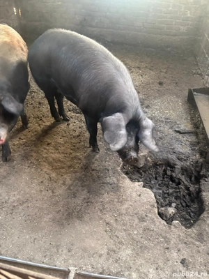 Cauta alta casa - imagine 5