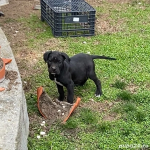 Cane Corso Negri Gri(blue) - imagine 4