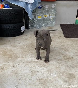 Cane Corso Negri Gri(blue) - imagine 5