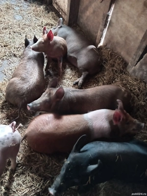 vând porcii  - imagine 3