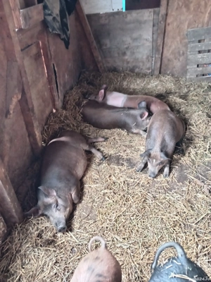 vând porcii  - imagine 5