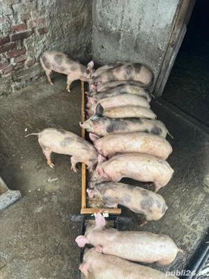 vand purcei - imagine 2