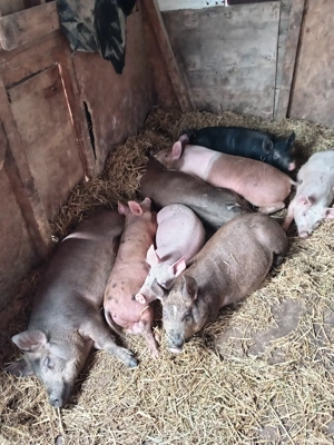 vând porcii  - imagine 6