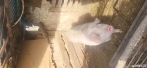 vand doua scroafe - imagine 2