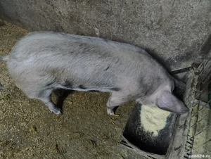 purcea pietran 55 -60kg