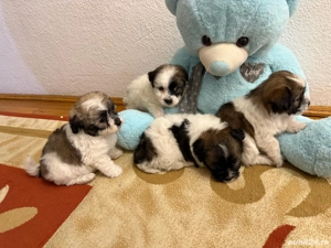 Căței Bichon mini-toy - imagine 2