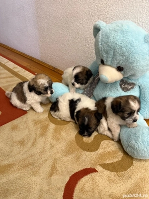 Căței Bichon mini-toy