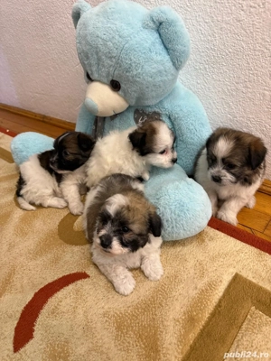 Căței Bichon mini-toy - imagine 5