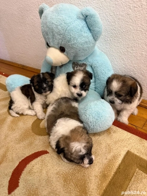 Căței Bichon mini-toy - imagine 3