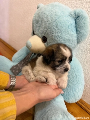 Căței Bichon mini-toy - imagine 4